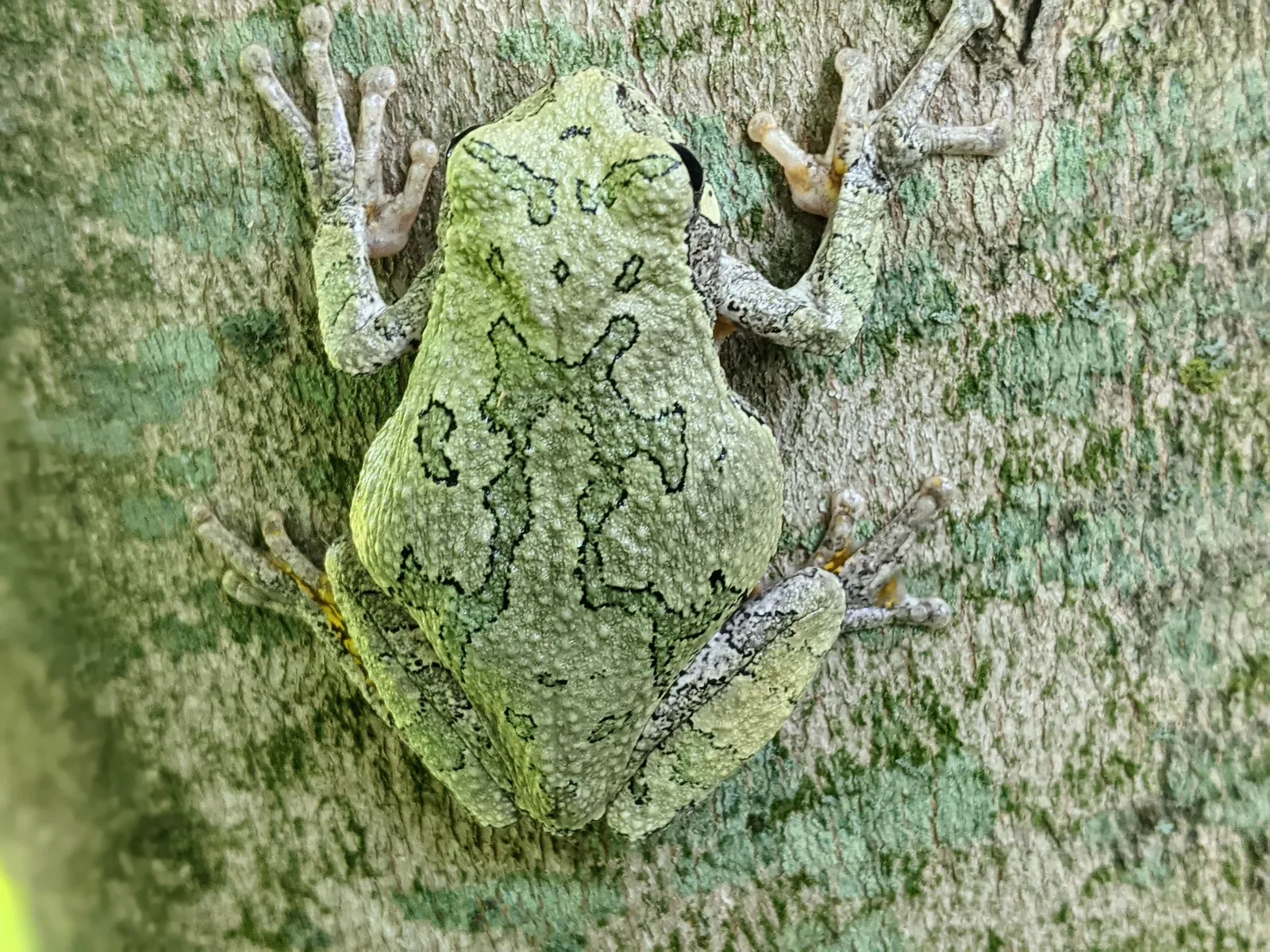 Tree frog against a tree